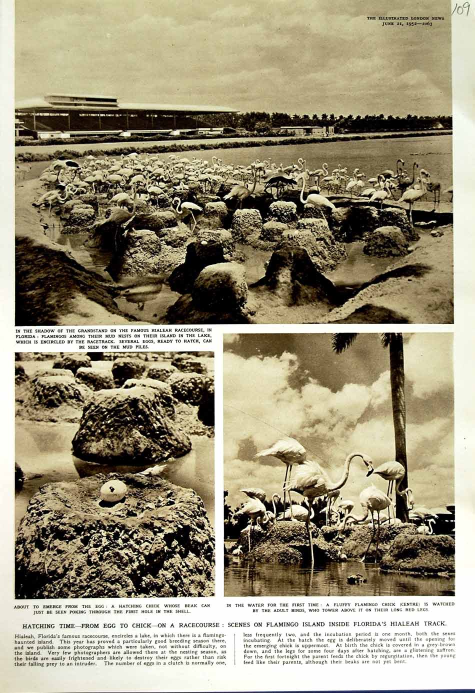 Original Old Vintage Print 1952 Falmingo Eggs Island Florida Hialeah Racecourse