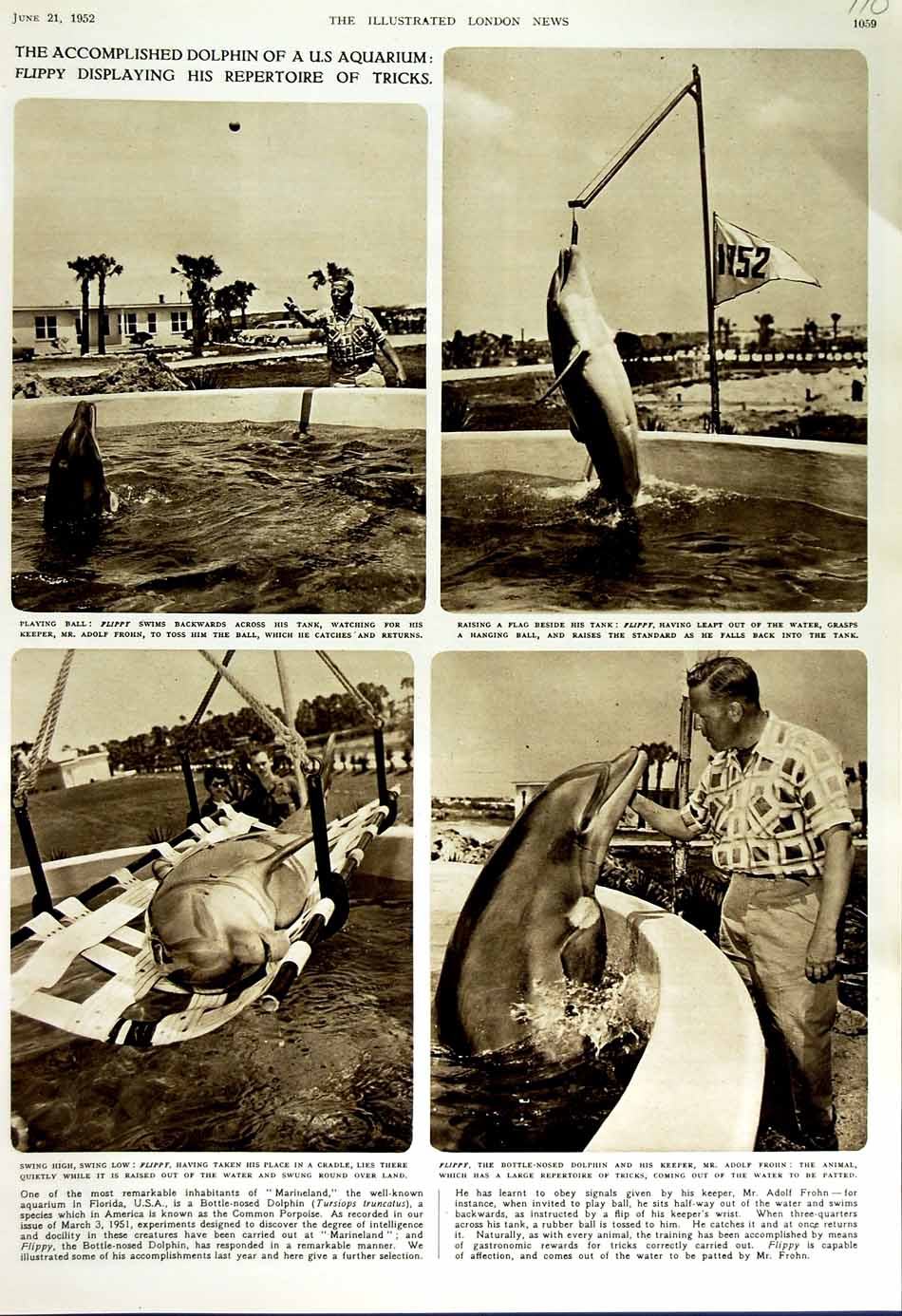 Old Vintage Print 1952 Flippy Bottle-Nosed Dolphin Florida America Frohn 20th