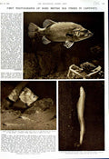 Old Vintage Print 1952 Rare British Sea Fish Polyprion Boarfish Bandfish 20th