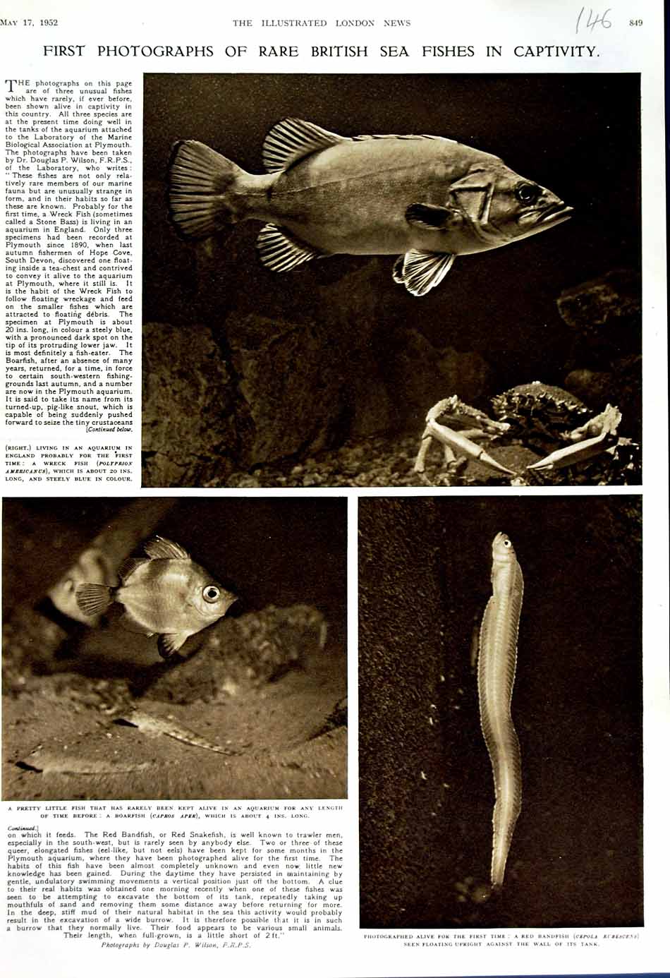 Old Vintage Print 1952 Rare British Sea Fish Polyprion Boarfish Bandfish 20th