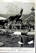 Original Old Vintage Print 1952 London Zoo Sea-Lion Zoological Gardens England