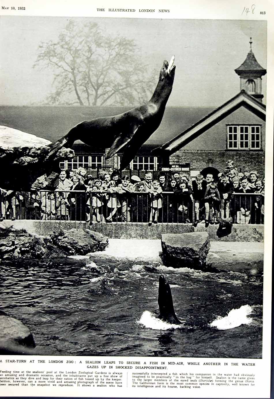 Original Old Vintage Print 1952 London Zoo Sea-Lion Zoological Gardens England