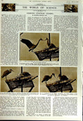 Original Old Vintage Print 1952 Heron Nest Birds Female Nature Science 20th