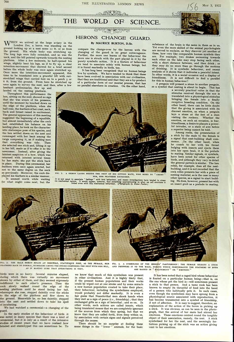 Original Old Vintage Print 1952 Heron Nest Birds Female Nature Science 20th