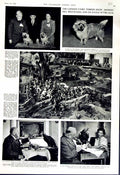 Original Old Vintage Print 1952 London Cairn Terrier Show Dogs Ramshaw Eagle