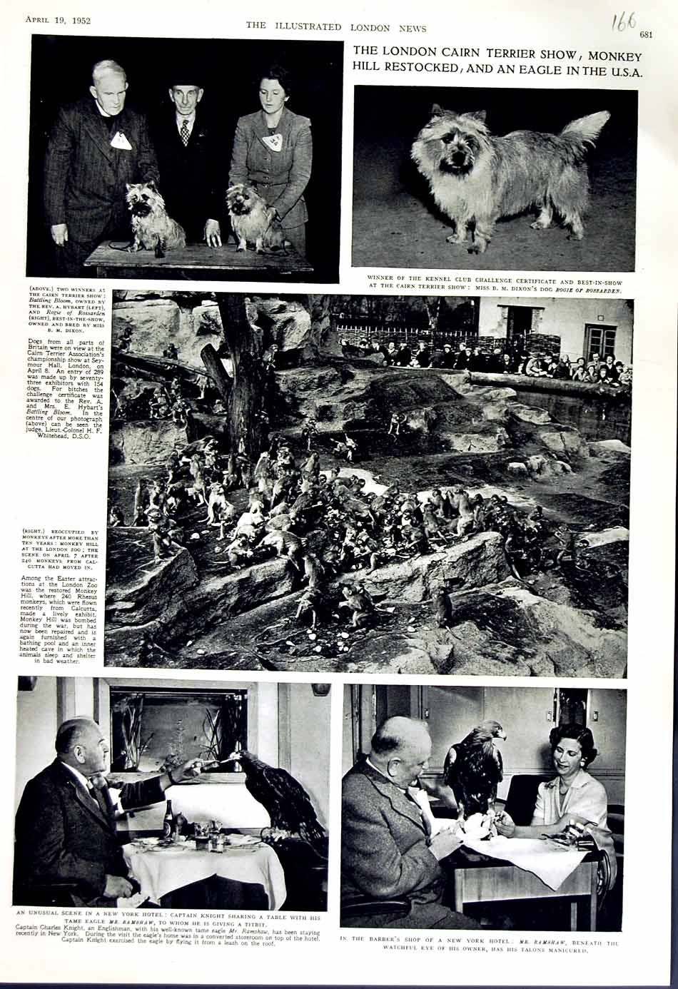 Original Old Vintage Print 1952 London Cairn Terrier Show Dogs Ramshaw Eagle