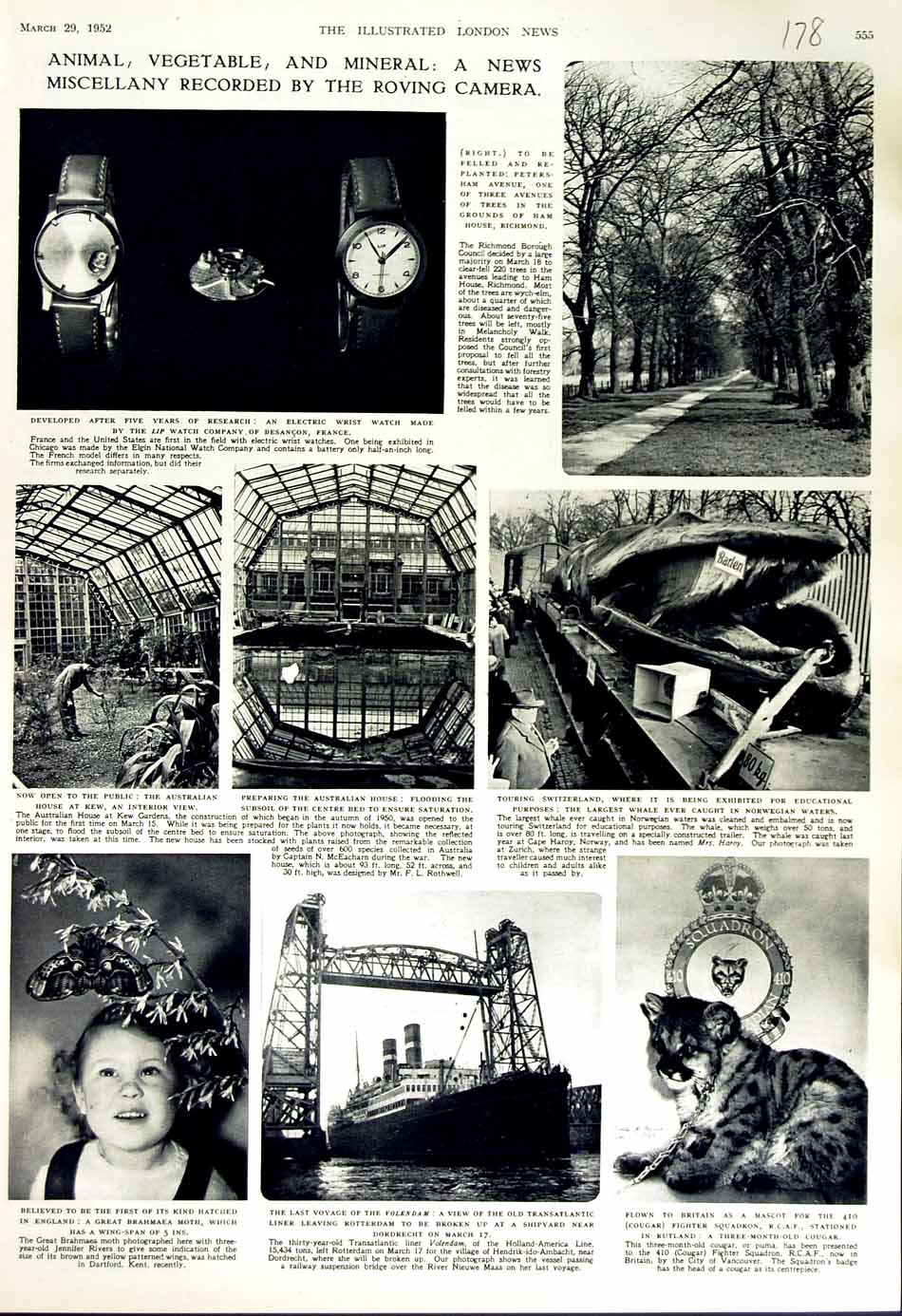 Original Old Vintage Print 1952 Electric Wrist Watch Volendam Ship Cougar Kew