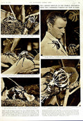 Old Vintage Print 1952 Beetles Cameroon Forests Paris Goliathus Insects 20th