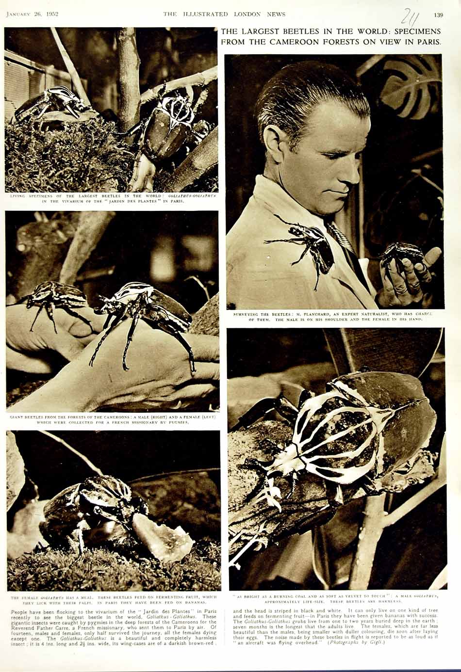 Old Vintage Print 1952 Beetles Cameroon Forests Paris Goliathus Insects 20th