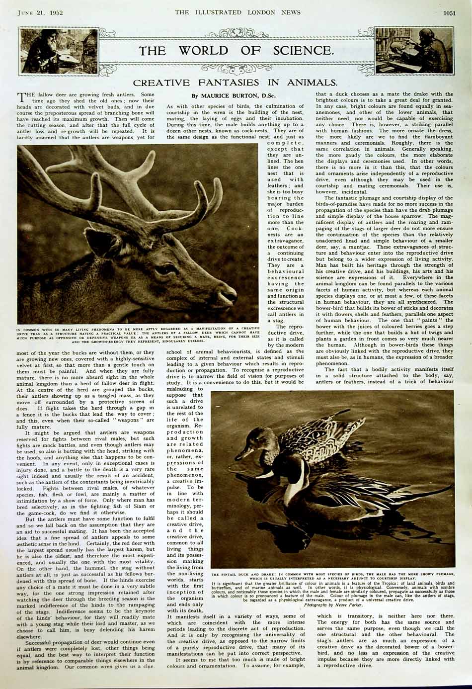 Original Old Vintage Print 1952 Athletics Armitage Oliver Sport Volga-Don Duck