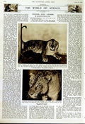 Old Vintage Print 1952 British Golf Ladies Team Princess Margaret Tiger 20th