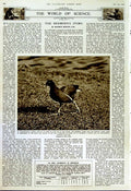 Old Vintage Print 1952 Art Degas Renoir Cezanne Ornithology Moorhen Bird 20th