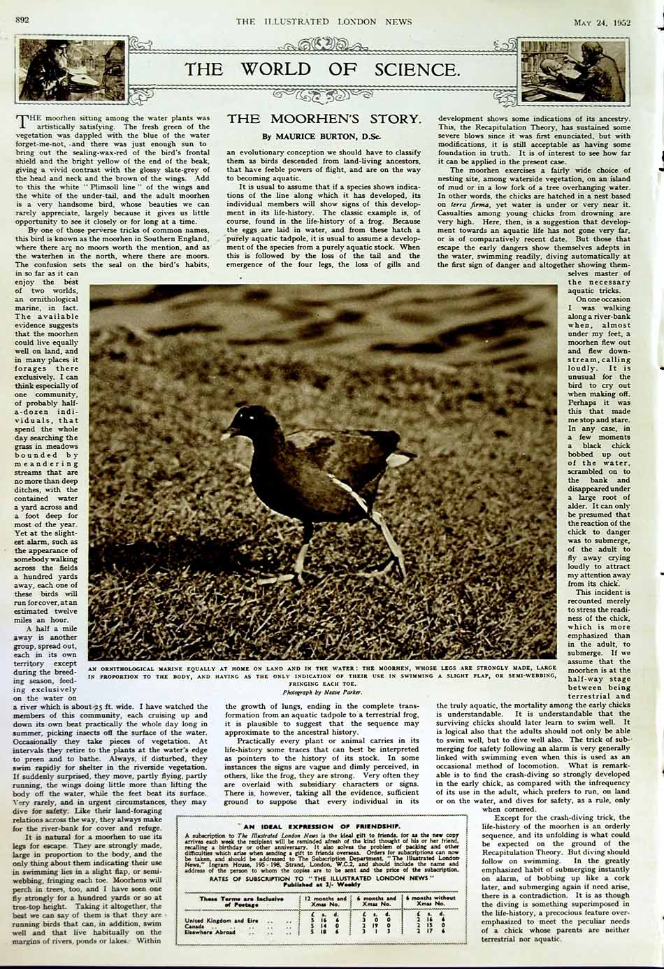 Old Vintage Print 1952 Art Degas Renoir Cezanne Ornithology Moorhen Bird 20th