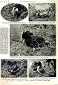 Original Old Vintage Print 1952 Ruff Birds London Zoo Court Nature Animals