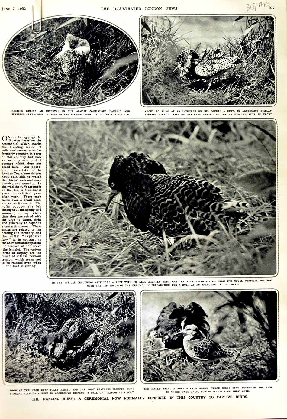 Original Old Vintage Print 1952 Ruff Birds London Zoo Court Nature Animals