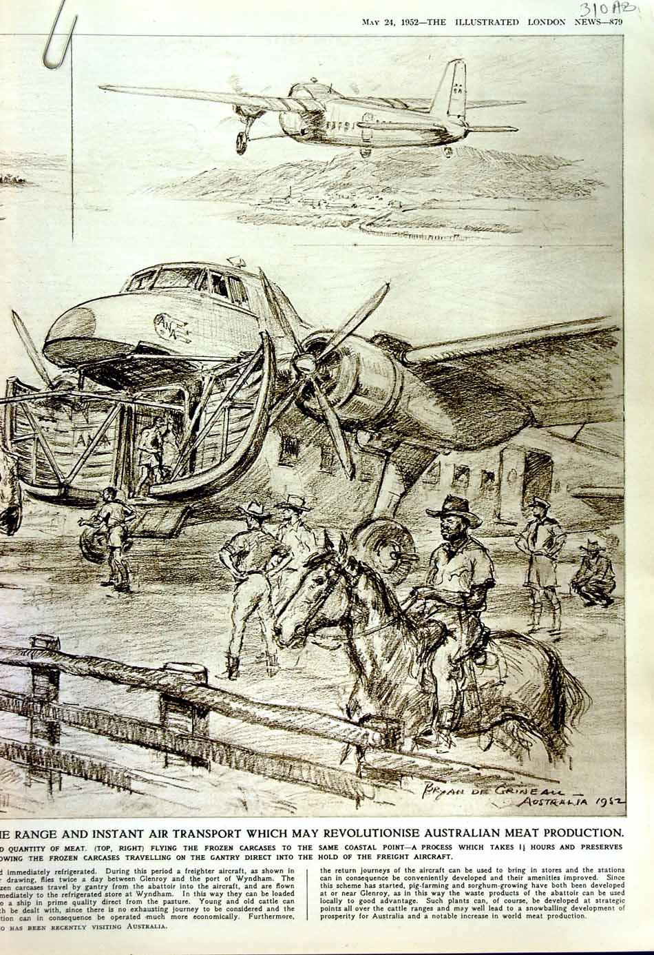 Old Vintage Print 1952 Cattle Abattoir Slaughter Refrigeration Australia 20th