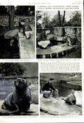 Original Old Vintage Print 1952 New York Zoological Herbert Atlantic Walrus