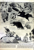 Old Vintage Print 1952 Australia Mammals Wallaby Wombat Kangaroo Tiger 20th