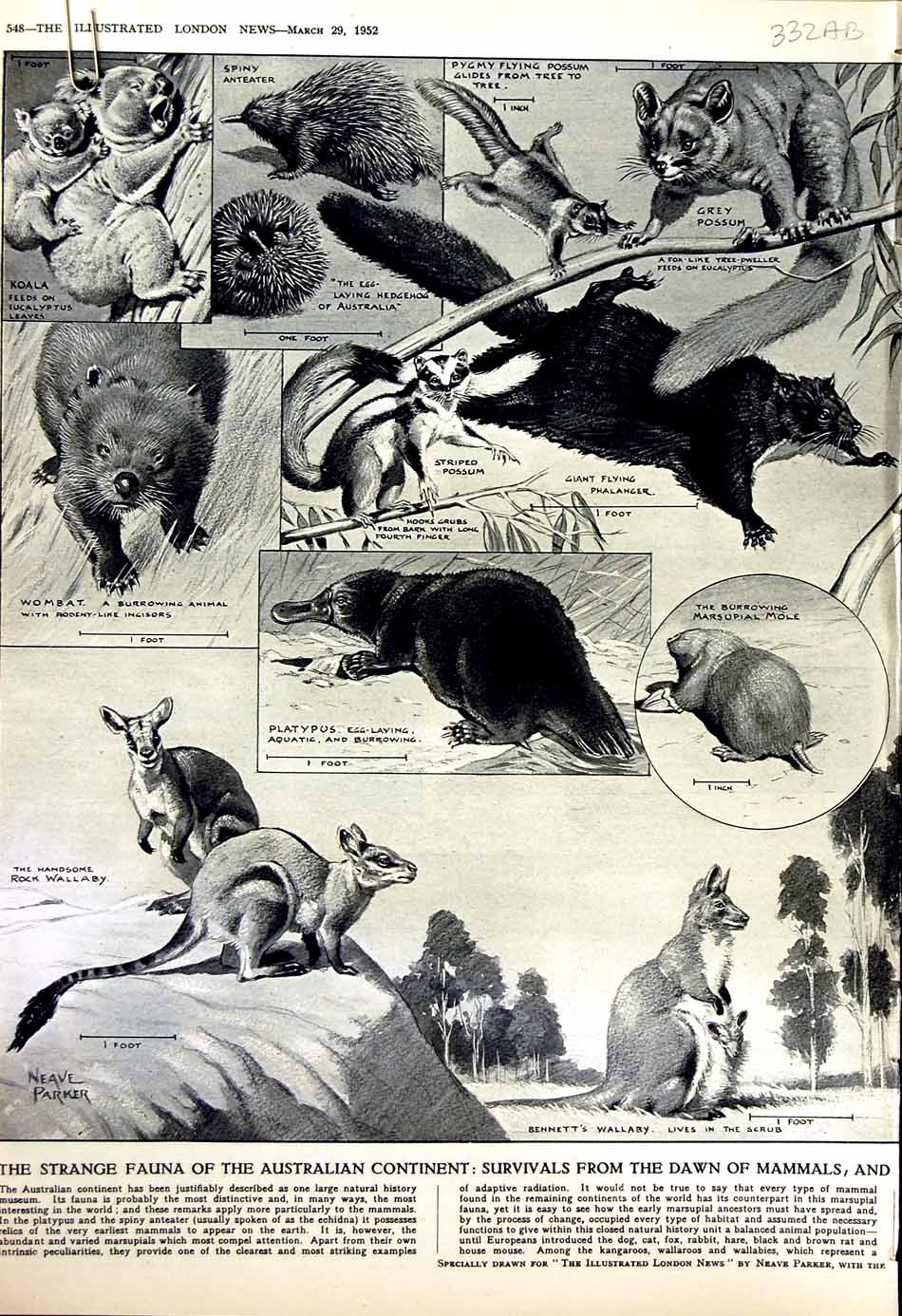 Old Vintage Print 1952 Australia Mammals Wallaby Wombat Kangaroo Tiger 20th
