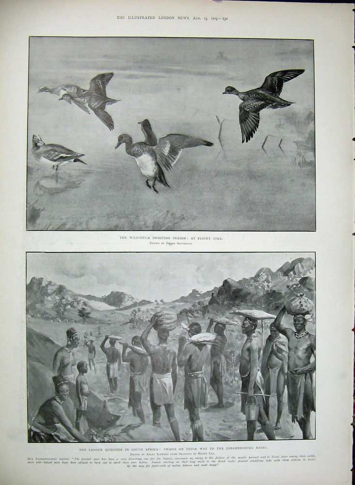 Antique Old Print 1903Ship X Lagos Bay Domvile Duck Hunting Africa Swazis 20th