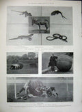 Old Antique Print 1902 Bodleian Library Casket Drake Chair Animals Sport 20th