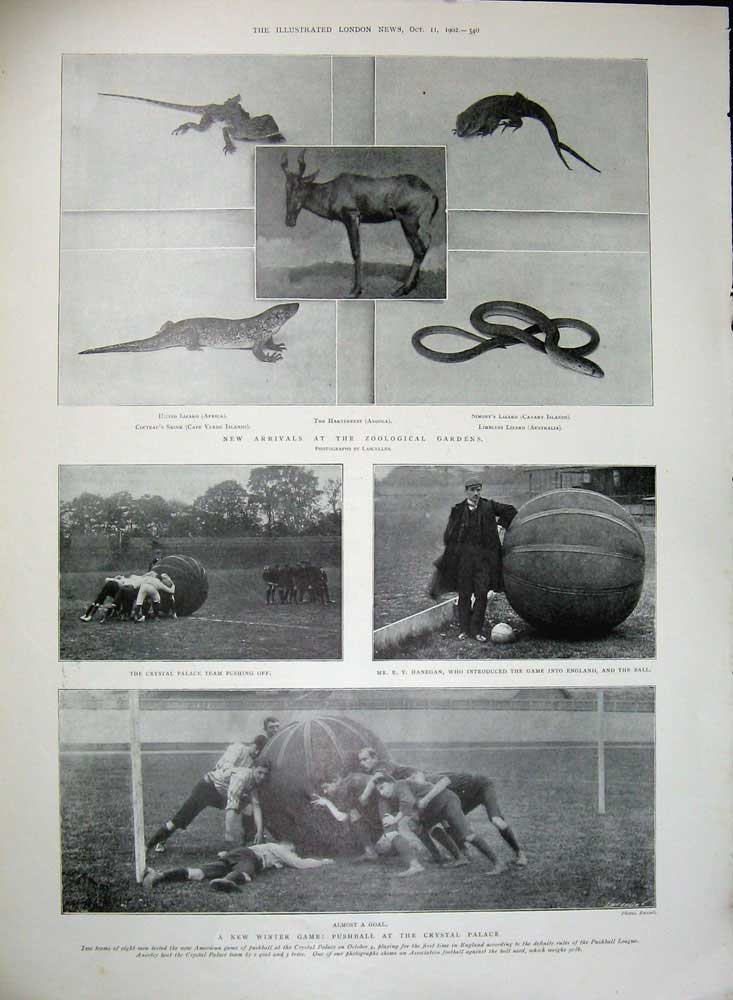 Old Antique Print 1902 Bodleian Library Casket Drake Chair Animals Sport 20th