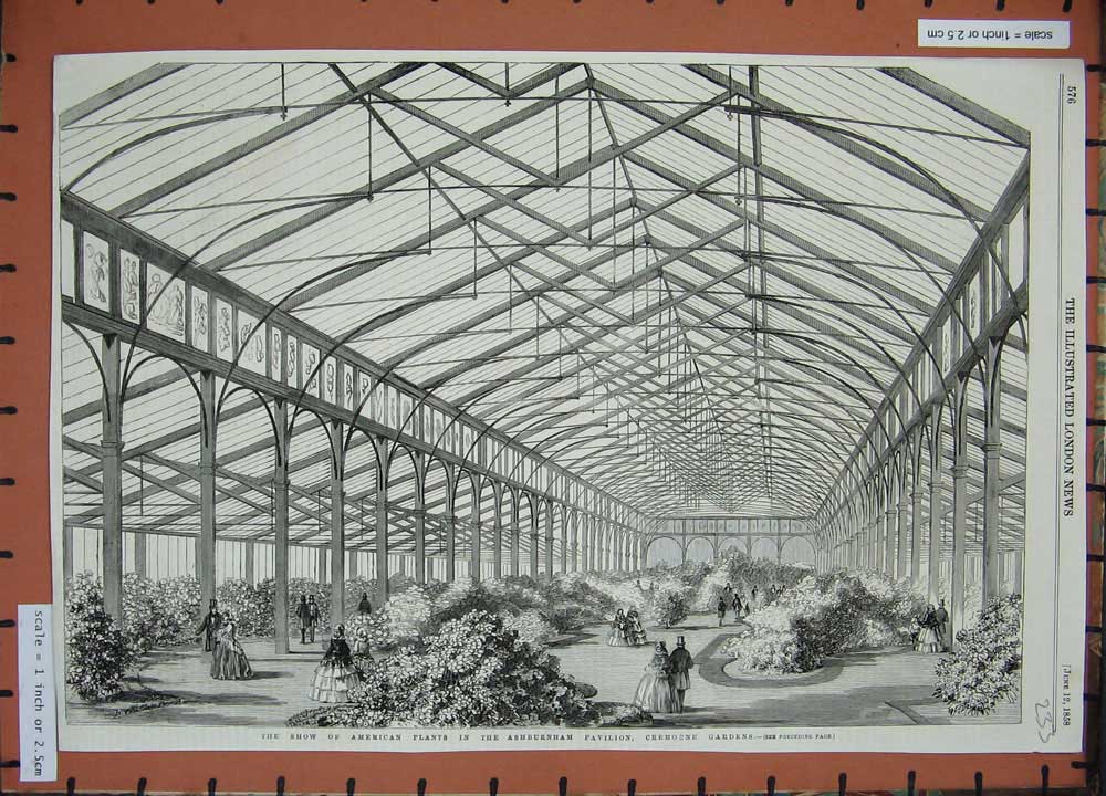 Old Antique Print 1858 American Plants Ashburnham Pavilion Gardens Hedges 19th