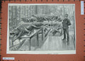 Original Old Antique Print 1893 Natural History Museum Kensington Crocodiles