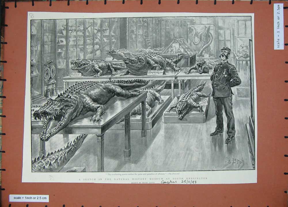 Original Old Antique Print 1893 Natural History Museum Kensington Crocodiles