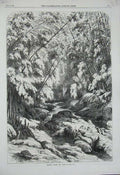 Original Old Antique Print 1869 Forest Scene Cuba Trees River Rocks Country Art