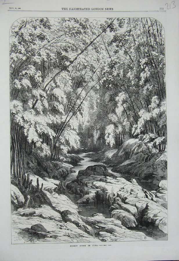 Original Old Antique Print 1869 Forest Scene Cuba Trees River Rocks Country Art