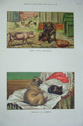 Original Old Antique Print 1886 Colour Puppy Dog Cat Pig Chickens Farmyard 19th