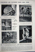 Old Vintage Print Advertisement 1922 Zoological Gardens Tortoise Giraffe 20th
