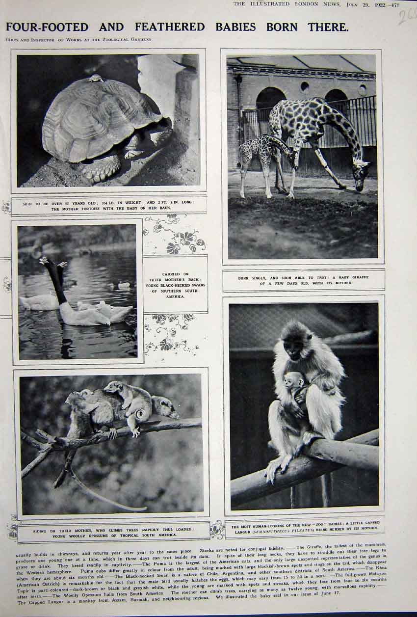 Old Vintage Print Advertisement 1922 Zoological Gardens Tortoise Giraffe 20th