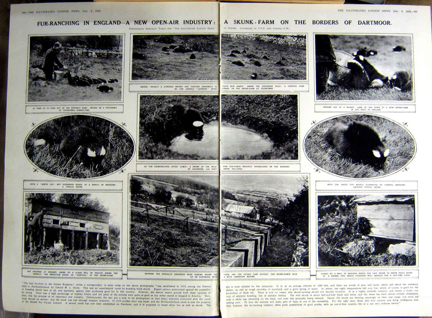 Old Vintage Print 1922 Skunk Farm Dartmoor Art Fuller Auburtin Palestine 20th