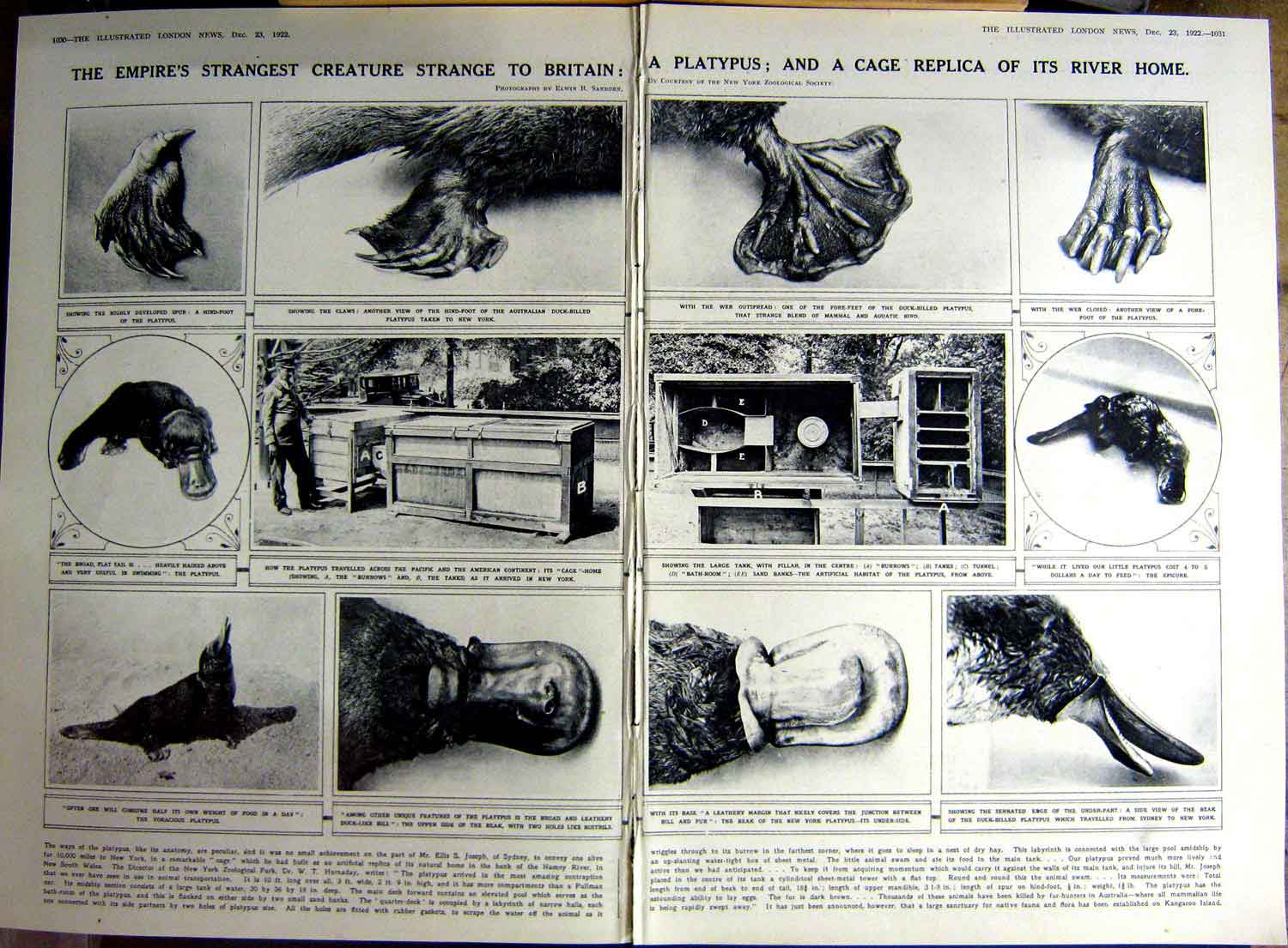 Original Old Vintage Print 1922 Duck-Billed Platypus Toomey Zoological Railway