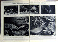 Antique Old Print 1922 Fish Morays Grunts Aquarium Bass America Ray Jones 20th