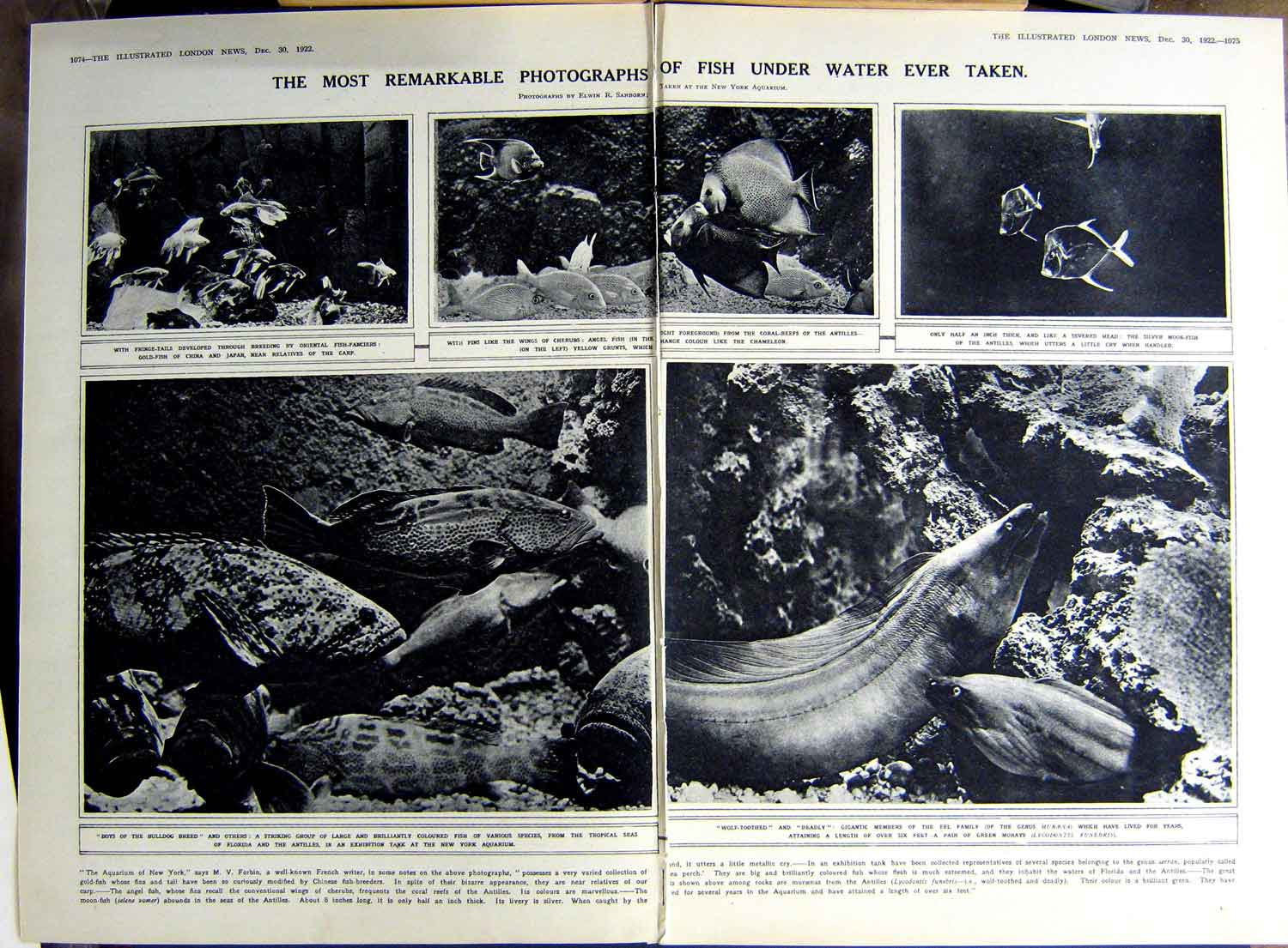 Antique Old Print 1922 Fish Morays Grunts Aquarium Bass America Ray Jones 20th