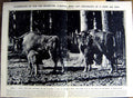 Original Old Vintage Print 1922 Bison Calf Kattowitz Silesia Perfume Jasmine