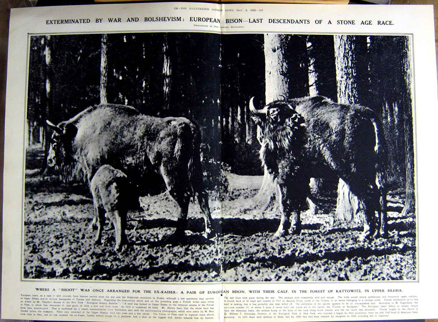 Original Old Vintage Print 1922 Bison Calf Kattowitz Silesia Perfume Jasmine