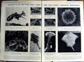 Antique Old Print 1922 Octopus Ray Fish Crabs Urchin Crustacean Hambledon 20th