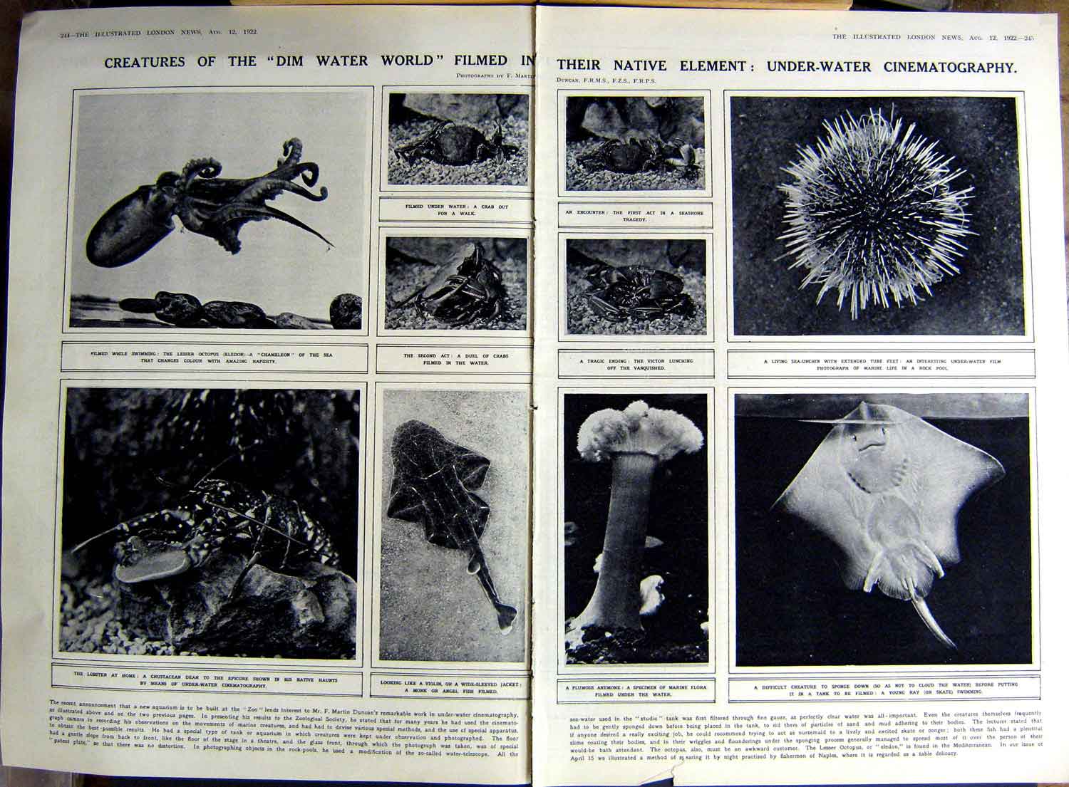 Antique Old Print 1922 Octopus Ray Fish Crabs Urchin Crustacean Hambledon 20th