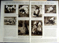 Antique Old Print 1922 Birds Peacock Pheasants Bittern Miko Dancers Japan 20th