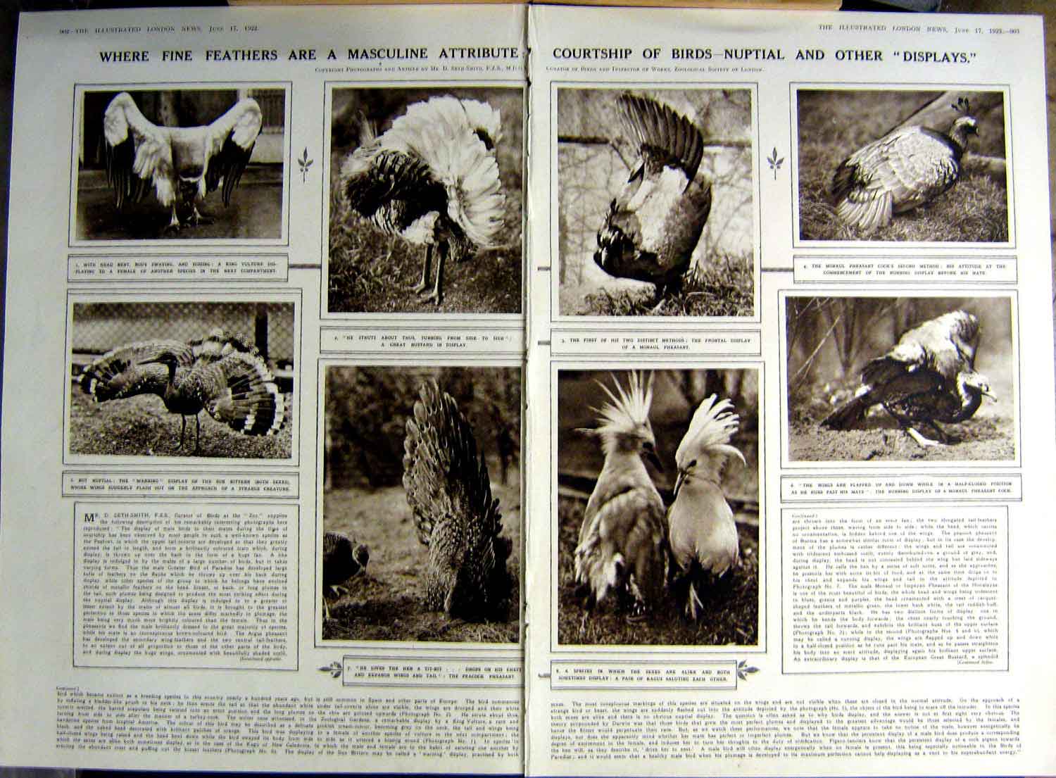 Antique Old Print 1922 Birds Peacock Pheasants Bittern Miko Dancers Japan 20th