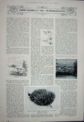 Original Old Vintage Print 1922 Duck-Billed Platypus Eggs Nest Spiny Ant-Eater