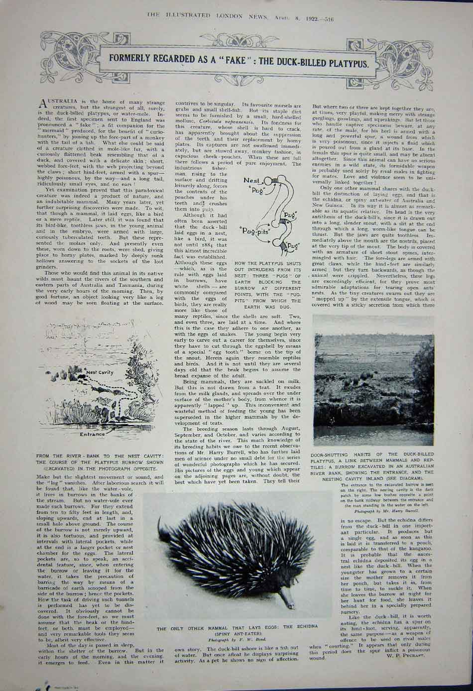 Original Old Vintage Print 1922 Duck-Billed Platypus Eggs Nest Spiny Ant-Eater