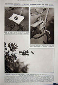Original Old Vintage Print 1922 Astronomy Planets Earth Humming-Bird Eggs Nest