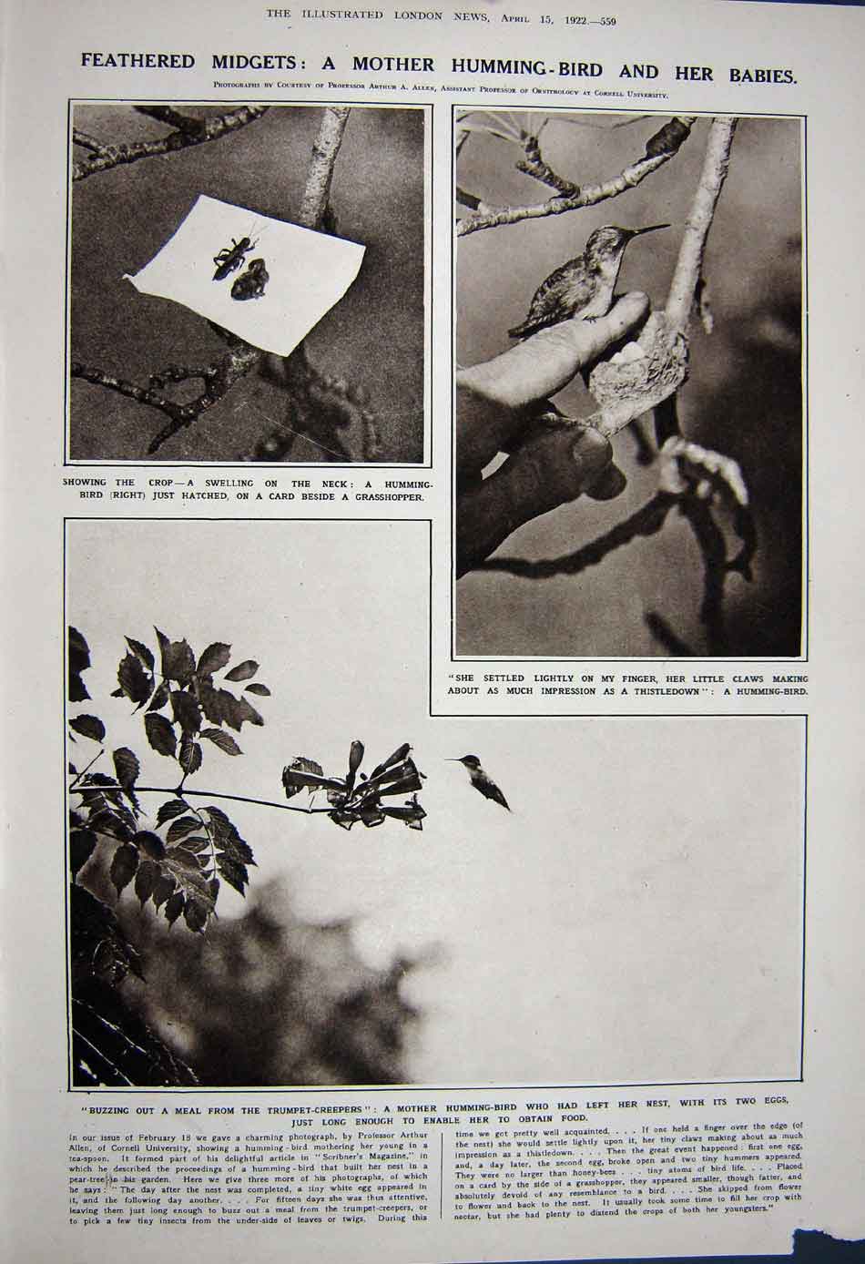 Original Old Vintage Print 1922 Astronomy Planets Earth Humming-Bird Eggs Nest