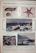 Old Vintage Print 1922 Holothurians Star Fish Boat Macquarie Island Moss 20th