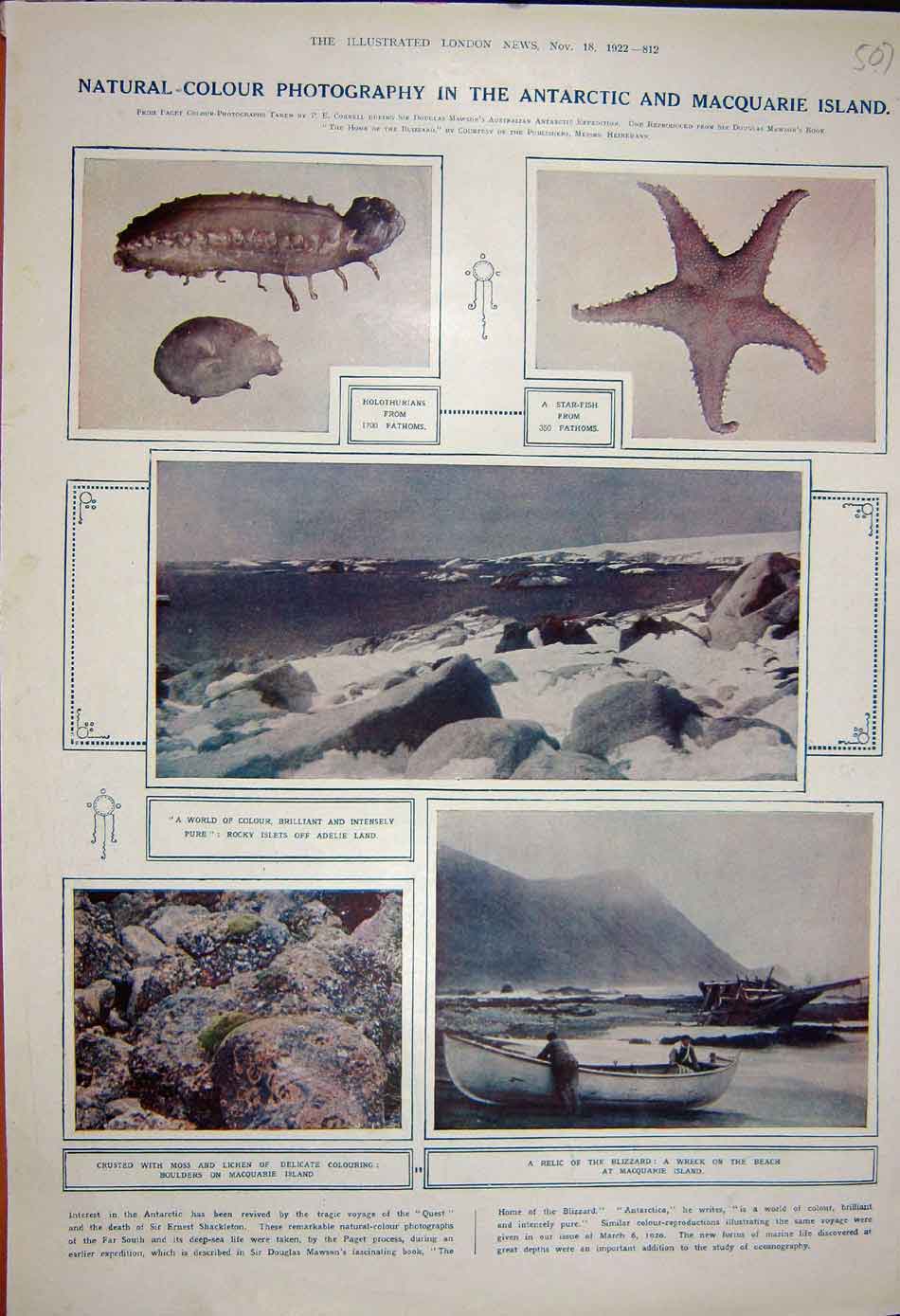 Old Vintage Print 1922 Holothurians Star Fish Boat Macquarie Island Moss 20th